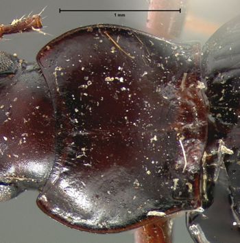 Media type: image;   Entomology 5561 Aspect: pronotum dorsal
